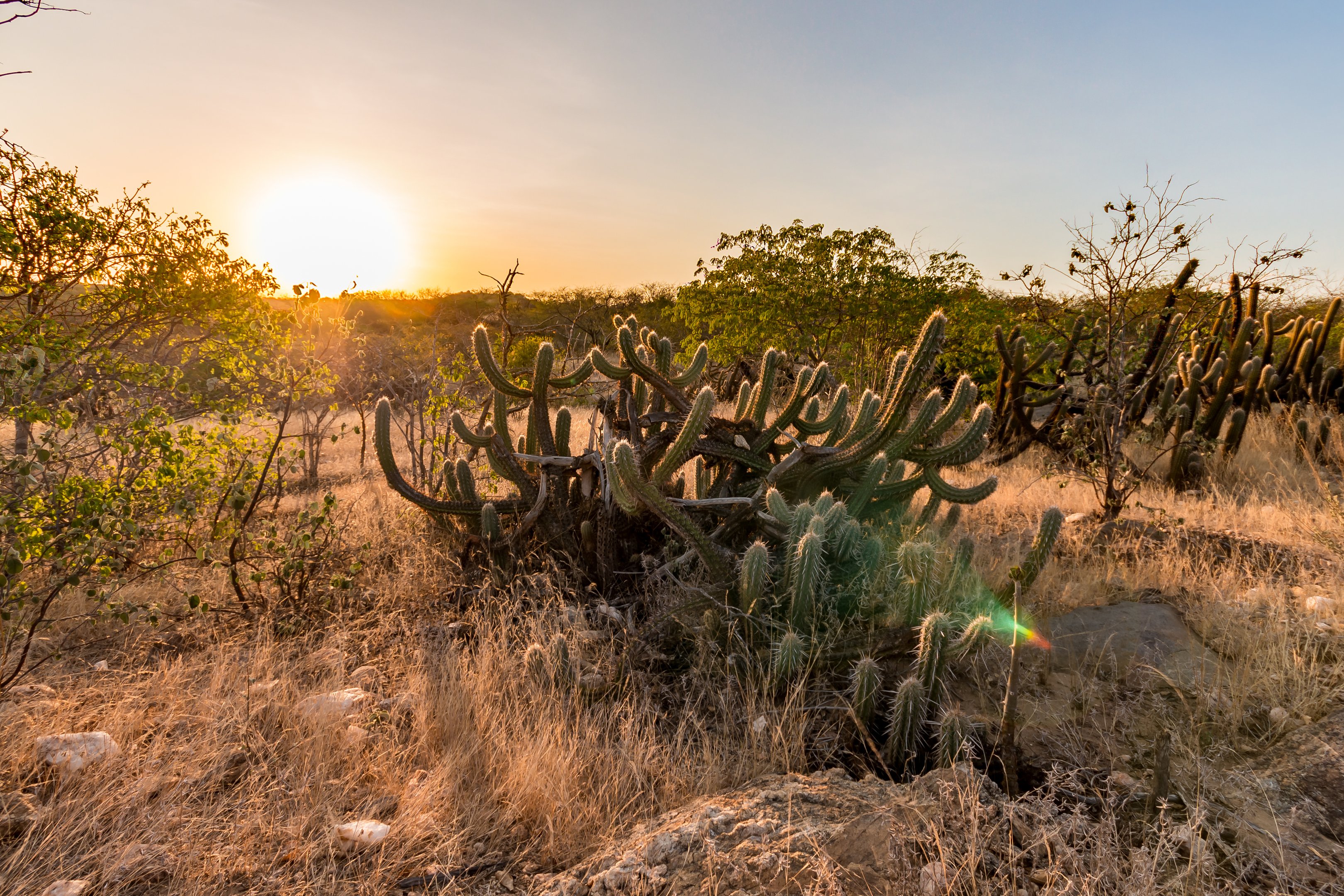 Desertificação na Caatinga impacta em mais de 50% capacidade do solo e reduz sequestro de carbono