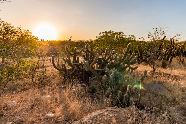 A Caatinga, bioma exclusivamente brasileiro, representa cerca de 10% do território nacional e sofre com a degradação ambiental e secas históricas (Getty Images)