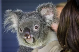 Imagem referente à matéria: Na Austrália, abraçar coalas pode ser proibido. Entenda por quê