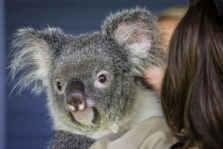 Pessoas abraçando coalas é uma das fotos mais populares de quem vai para a Austrália (DAVID GRAY/Getty Images)