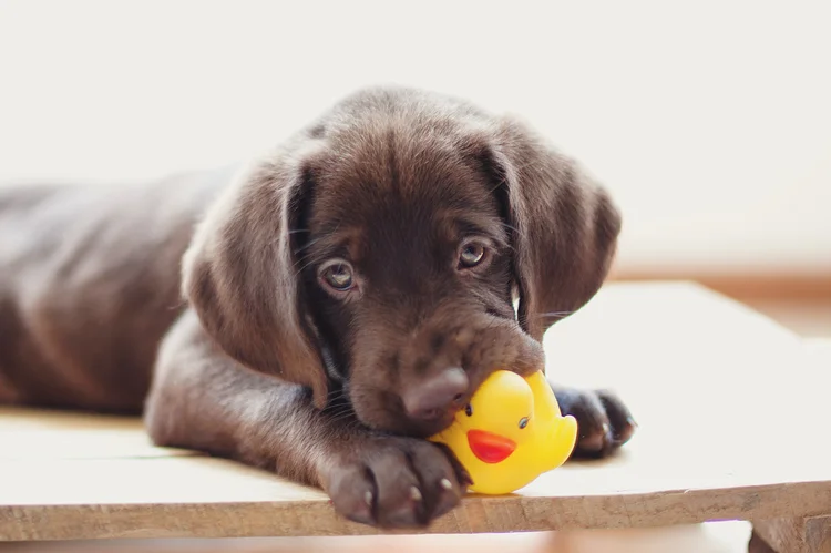 Cachorros: veja os melhores nomes (saraidasilva/Getty Images)