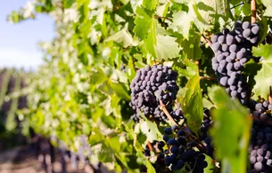 Estudo em vinhedos mostra a vantagem de preservar floresta nativa próxima a áreas agrícolas