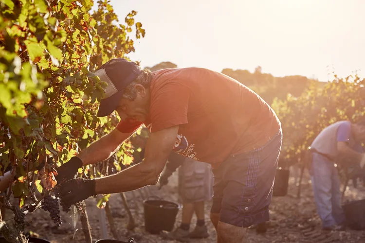 Vítimas: trabalhadores rurais estão entre os que estão expostos ao calor excessivo (Getty Images)