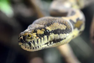 Imagem referente à matéria: Corpo de mulher é encontrado dentro de serpente píton na Indonésia