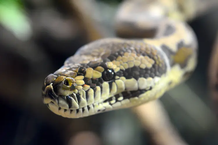 Cobra Píton, em imagem de arquivo (AlizadaStudios/Getty Images)