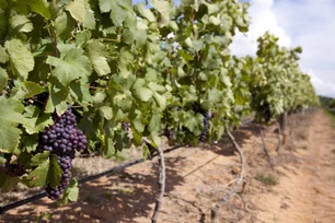 Imagem referente à notícia: Esta vinícola de SP liderou uma revolução na produção de vinho e já vê a próxima grande virada
