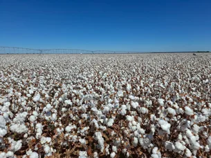Brasil tem condições de se manter no topo na exportação de algodão em 24/25, diz presidente da Abapa