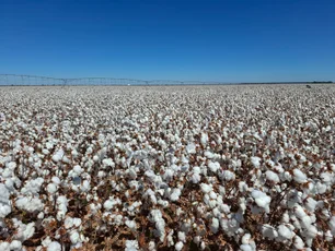 Imagem referente à notícia: Brasil tem condições de se manter no topo na exportação de algodão em 24/25, diz presidente da Abapa