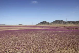 Chuvas incomuns fazem deserto do Atacama florescer; veja fotos