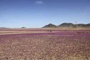 Imagem referente à matéria: Chuvas incomuns fazem deserto do Atacama florescer; veja fotos