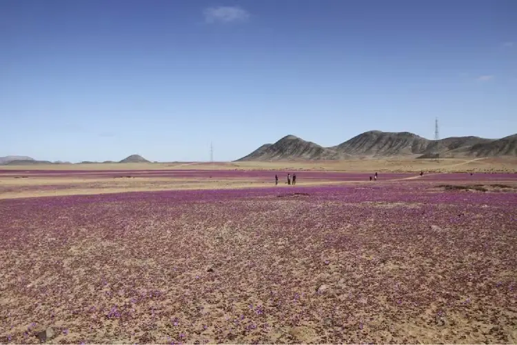 Flores cobrem o deserto do Atacama, em Copiapó (Lopez Castillo/AFP)