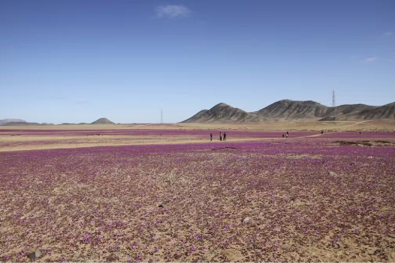 Deserto do Atacama floresce após chuvas; veja imagens do fenômeno