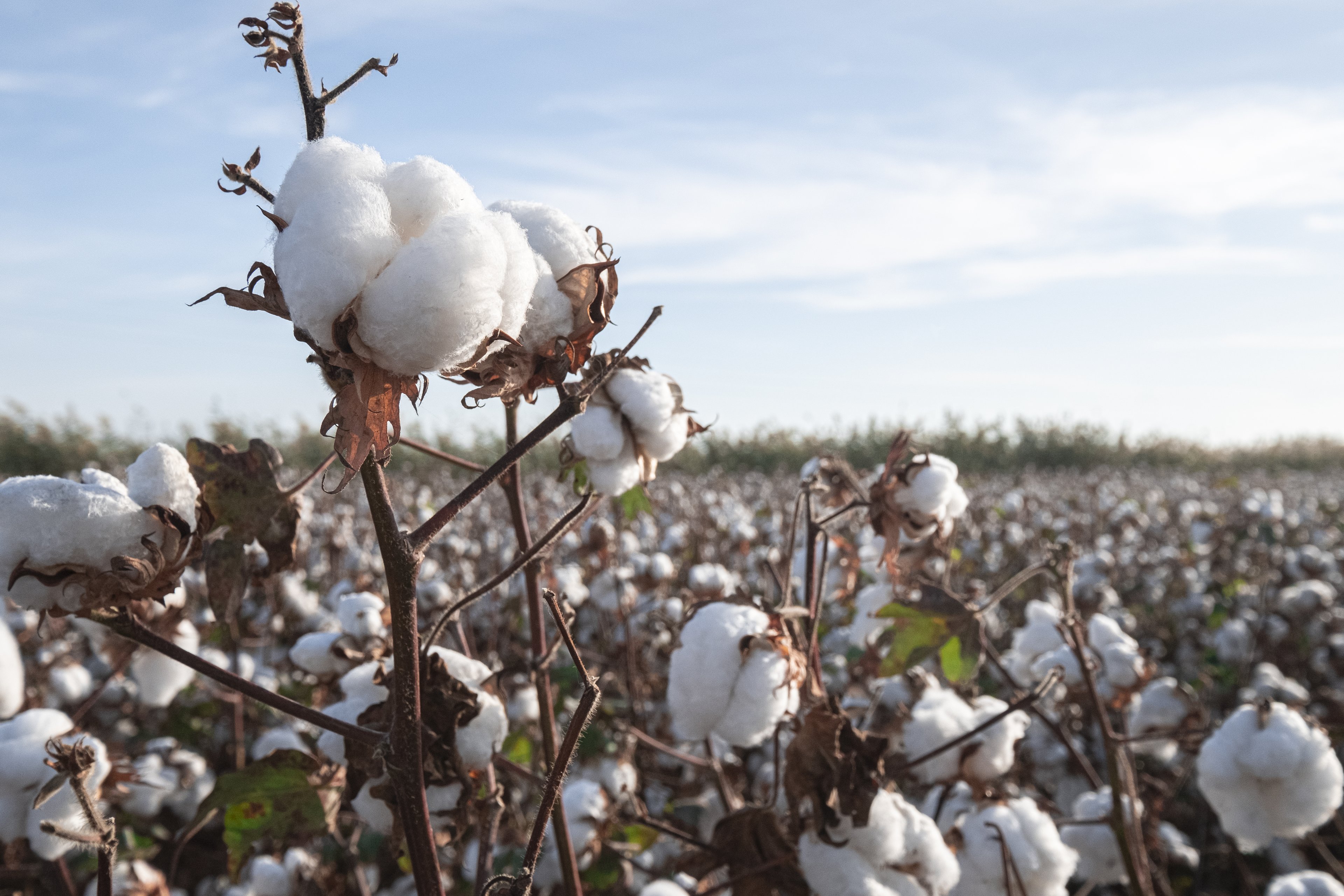 Os 6 fatos sobre o algodão que você precisa saber