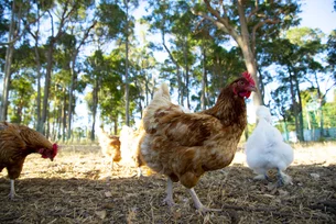 Doença de Newcastle: Governo suspende exportação de carne de frango e outros produtos avícolas