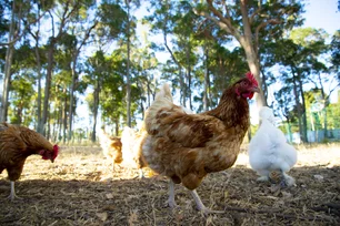Imagem referente à notícia: Governo suspende exportação de carne de frango e outros produtos avícolas