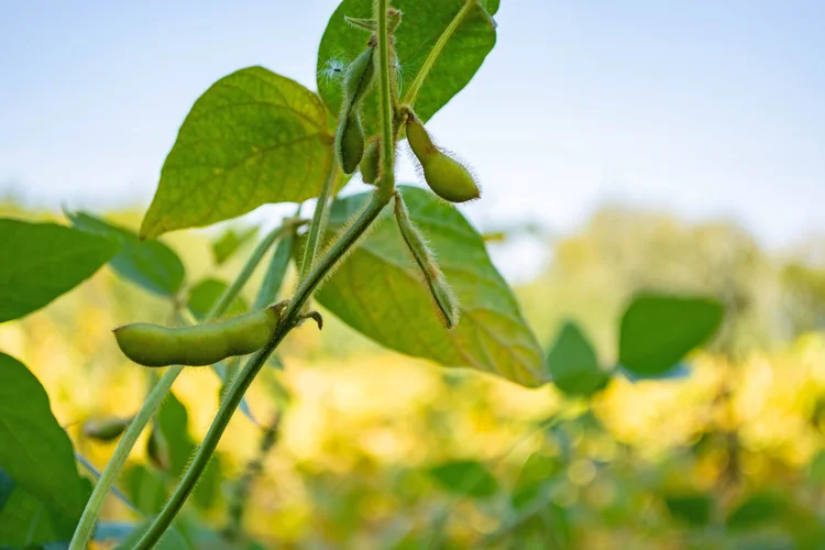 Lavoura de soja: Brasil deve renovar recorde e produzir 178 milhões de toneladas, estima Conab (Freepik/Freepik)