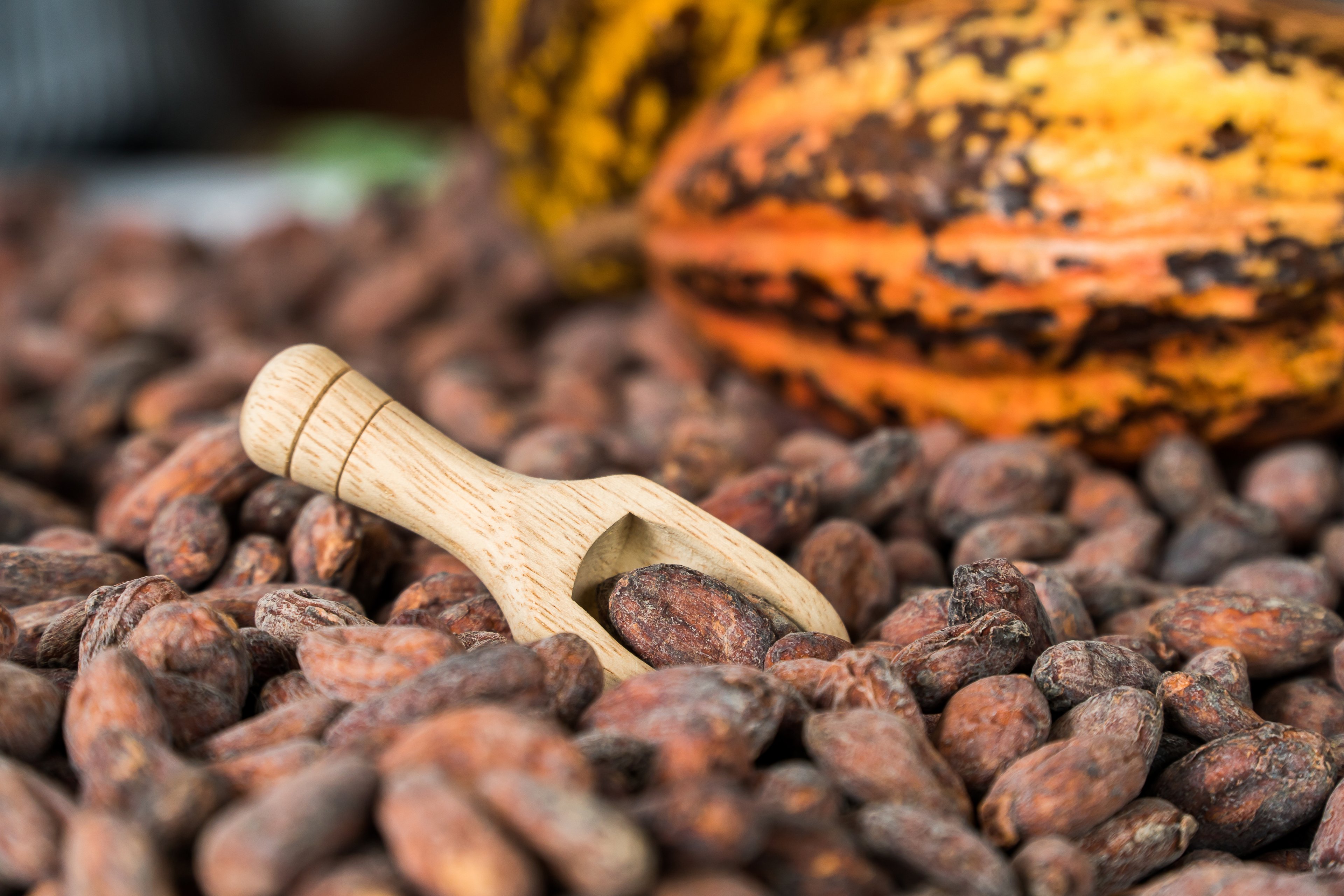 Chocolate mais caro? Queda na oferta de cacau prejudica primeiro semestre do setor