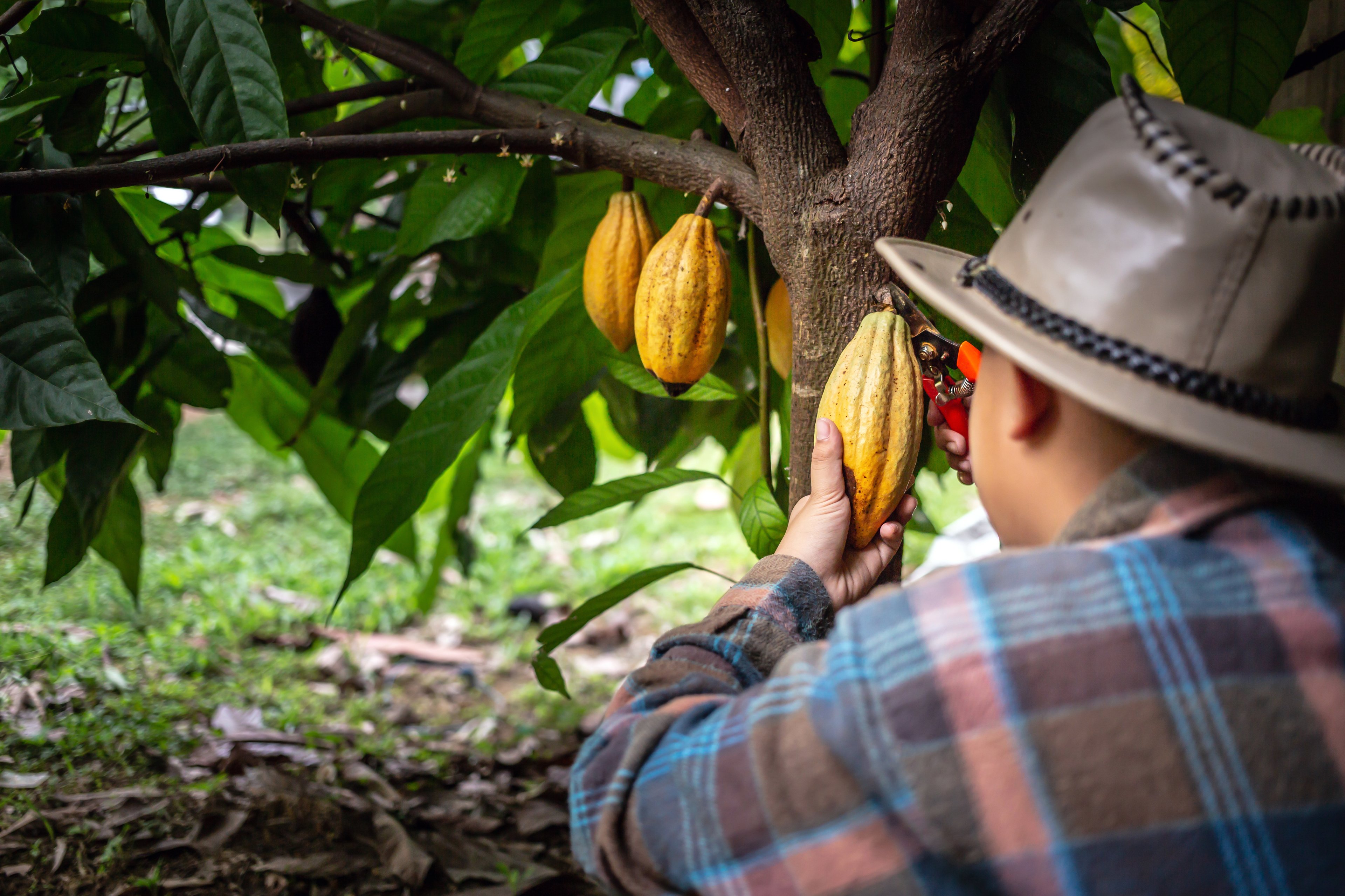 Cacau SP: Com teste piloto, São Paulo aposta em triplicar área plantada de cacau no estado até 2025