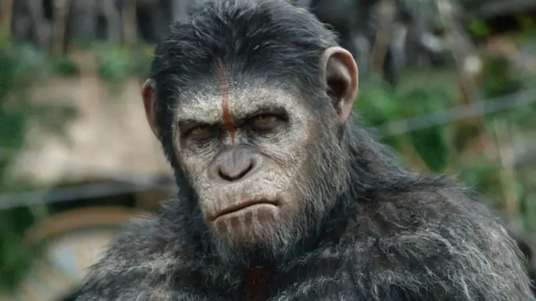 Planeta dos Macacos: veja onde assistir aos 10 filmes da saga (Planeta dos Macacos / 20th Century Filmes/Disney)