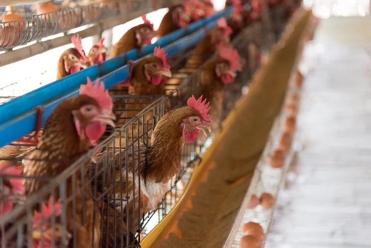 Farm chicken in a barn, hens in cages industrial farm (Freepik/Freepik)