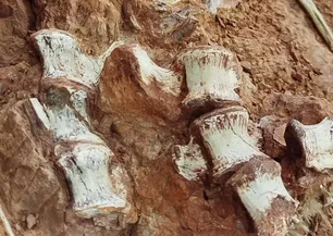 Imagem referente à matéria: Após águas baixarem, fóssil achado com 'preservação quase completa', é um dos mais antigos do mundo