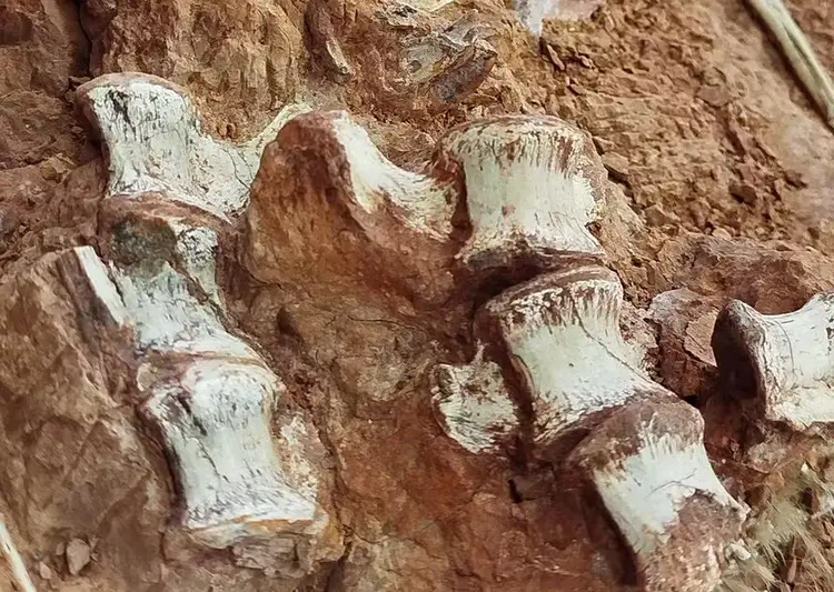 Fragmentos de dinossauros foram encontrados em sítio arqueológico no interior do Rio Grande do Sul  (Cappa / Divulgação)