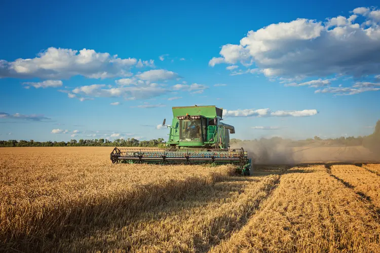 Agro: painço é uma das culturas domesticadas mais antigas do mundo (Freepik/Freepik)