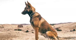 Imagem referente à matéria: Svalinn, os cães militares que custam R$ 800 mil e viraram símbolo de 'status'
