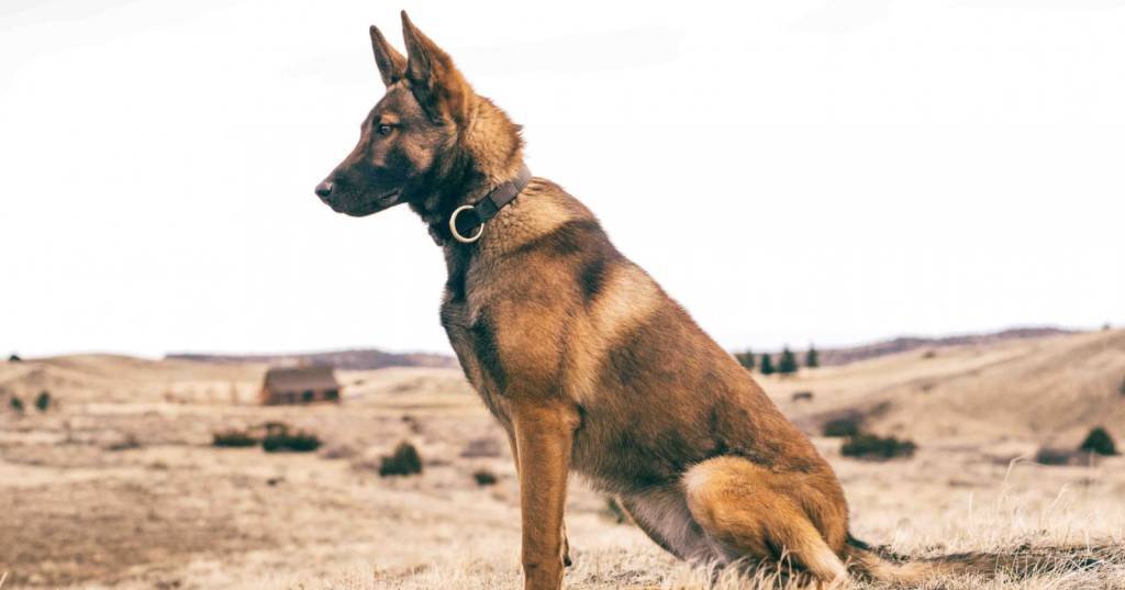 Svalinn, os cães militares que custam R$ 800 mil e viraram símbolo de 'status'