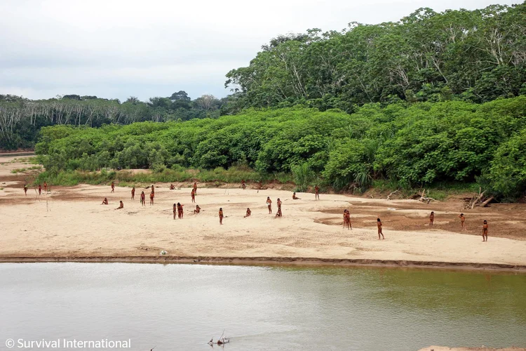 Mais de 50 pessoas Mashco Piro apareceram perto da aldeia Yine de Monte Salvado, no sudeste do Peru. (Survival International/Reprodução)