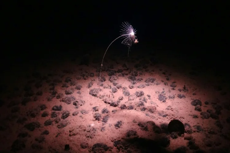 Imagem do fundo marinho na zona de Clarion-Clipperton no oceano Pacífico, fornecida pela National Oceanography Centre em 24 de julho de 2023 (AFP)