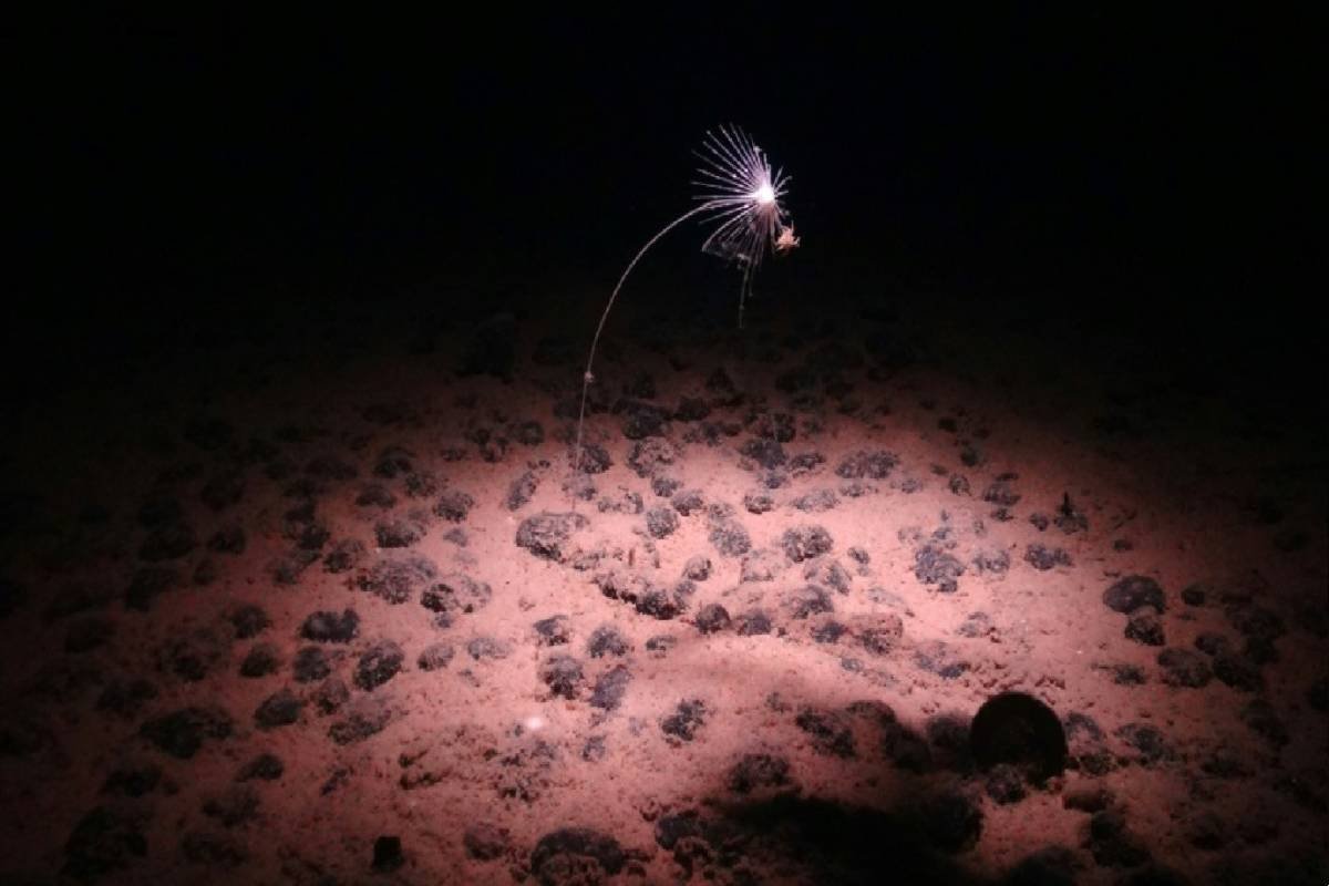 Cientistas descobrem misterioso 'oxignio negro' produzido nas profundezas  do Oceano Pacfico | Exame