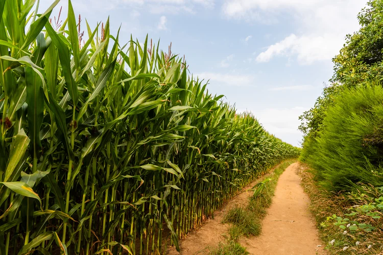 Criado pelo Governo Federal em 2003, o Plano Safra tem como objetivo fornecer linhas de crédito para o financiamento das atividades agrícolas de pequenos, médios e grandes produtores rurais do país, incluindo cooperativas e agricultores familiares (Freepik/Freepik)