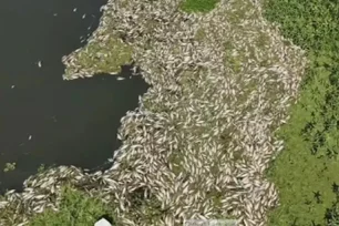 Imagem referente à matéria: Governo de SP usará drones para estimar número de morte de peixes após contaminação de rios