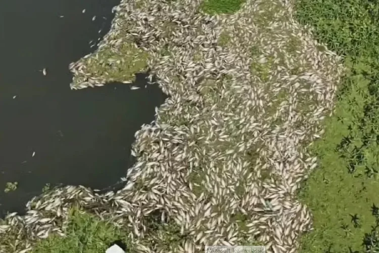 Governo de SP usará drones para estimar número de morte de peixes após contaminação de rios (TV Globo/Reprodução)