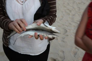 Tubarões da costa do RJ estão contaminados por cocaína, mostram pesquisadores da Fiocruz