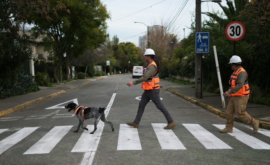 Cadela Suki e trabalhadores da empresa Aguas Andinas caminham por uma rua de Santiago em 27 de junho de 2024