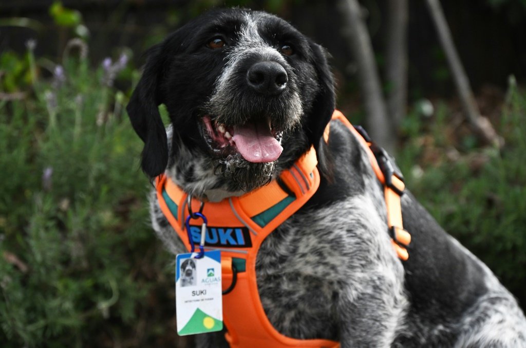 Cachorra Suki e o seu super-faro: a arma de empresa chilena contra vazamentos de água