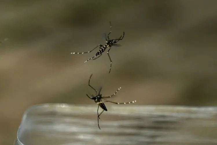 Ciência: mosquitos Aedes aegypti são liberados na cidade colombiana de Cali (AFP Photo)