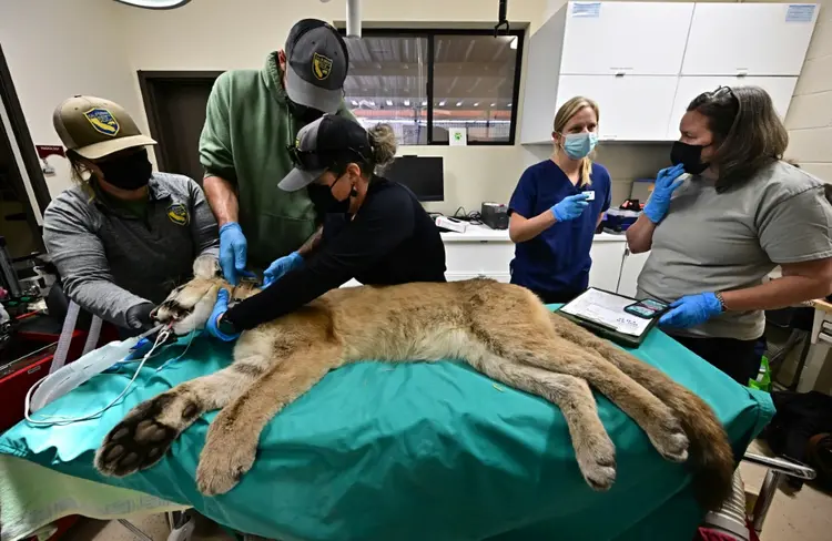 Puma recebe cuidados veterinários, perto de Los Angeles, antes de voltar para a natureza, em 26 junho de 2024 (Robyn Beck y Fred J. Brown/AFP)