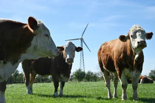 Imagem referente à matéria: Fontes de metano, arrotos e flatulência de gado e suínos serão taxados