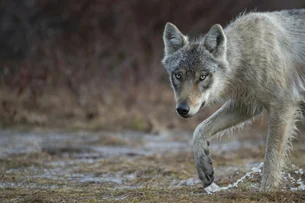 Lobo-cinzento escapa do extermínio e agora sua proteção está sob ameaça