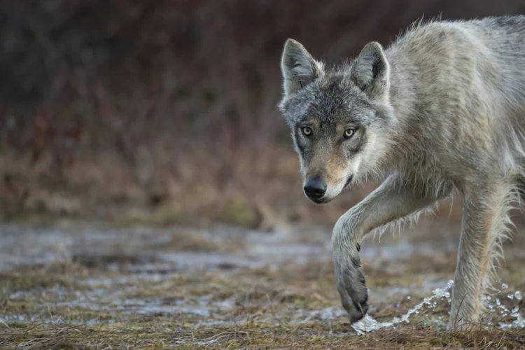 Ameaça: lobos geram protestos por parte dos agricultores e preocupação nos ambientalistas (AFP Photo)