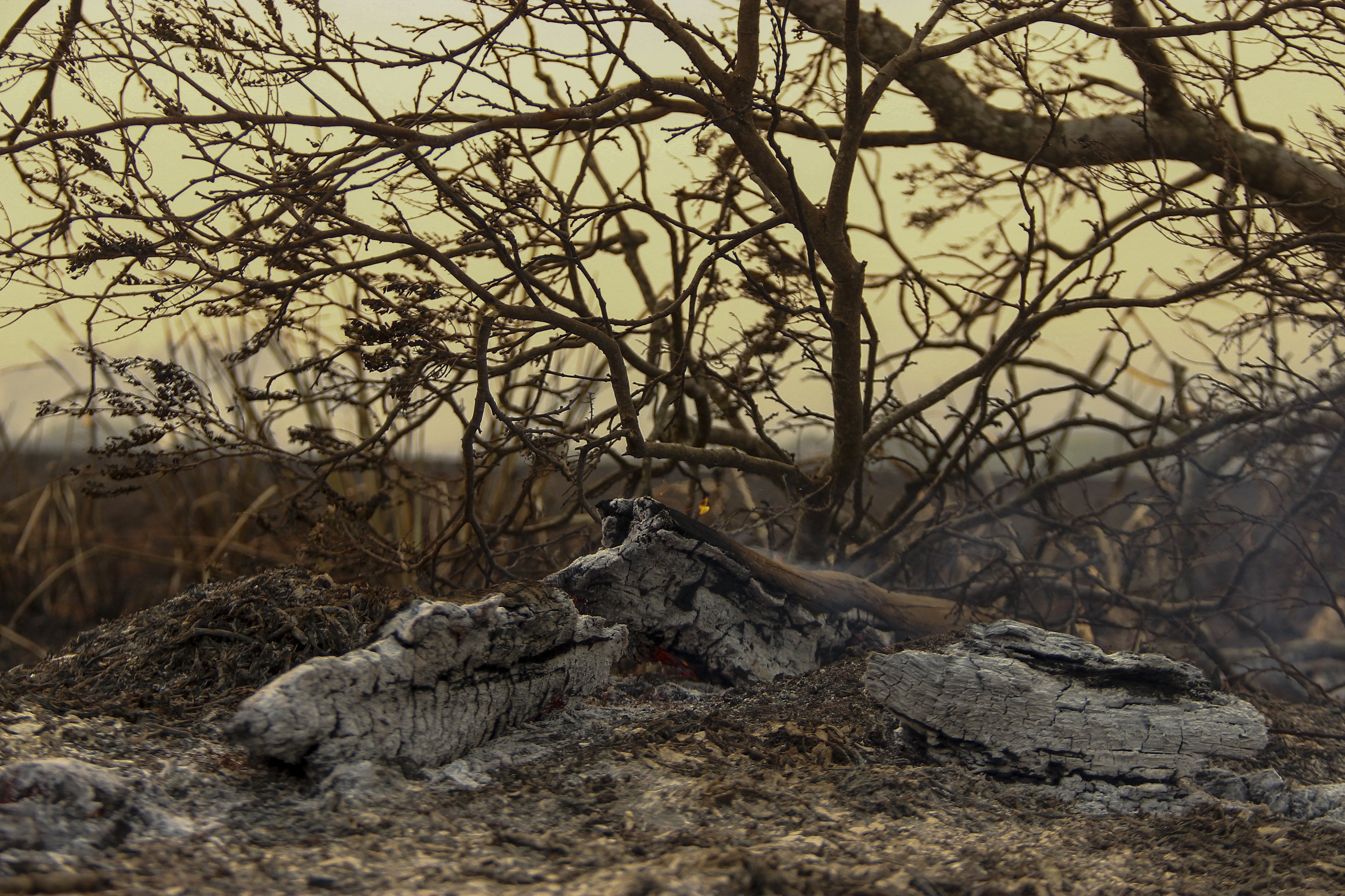 A tree burnt by bushfires is pictured in Sao Carlos, Sao Paulo state, Brazil on August 24, 2024. Forest fires in southeastern Brazil prompted a maximum alert to be declared on August 23, in around 30 cities in the state of Sao Paulo, where the fire blocked roads and smoke reached the capital Sao Paulo, according to local authorities. (Photo by Lourival Izaque / AFP)