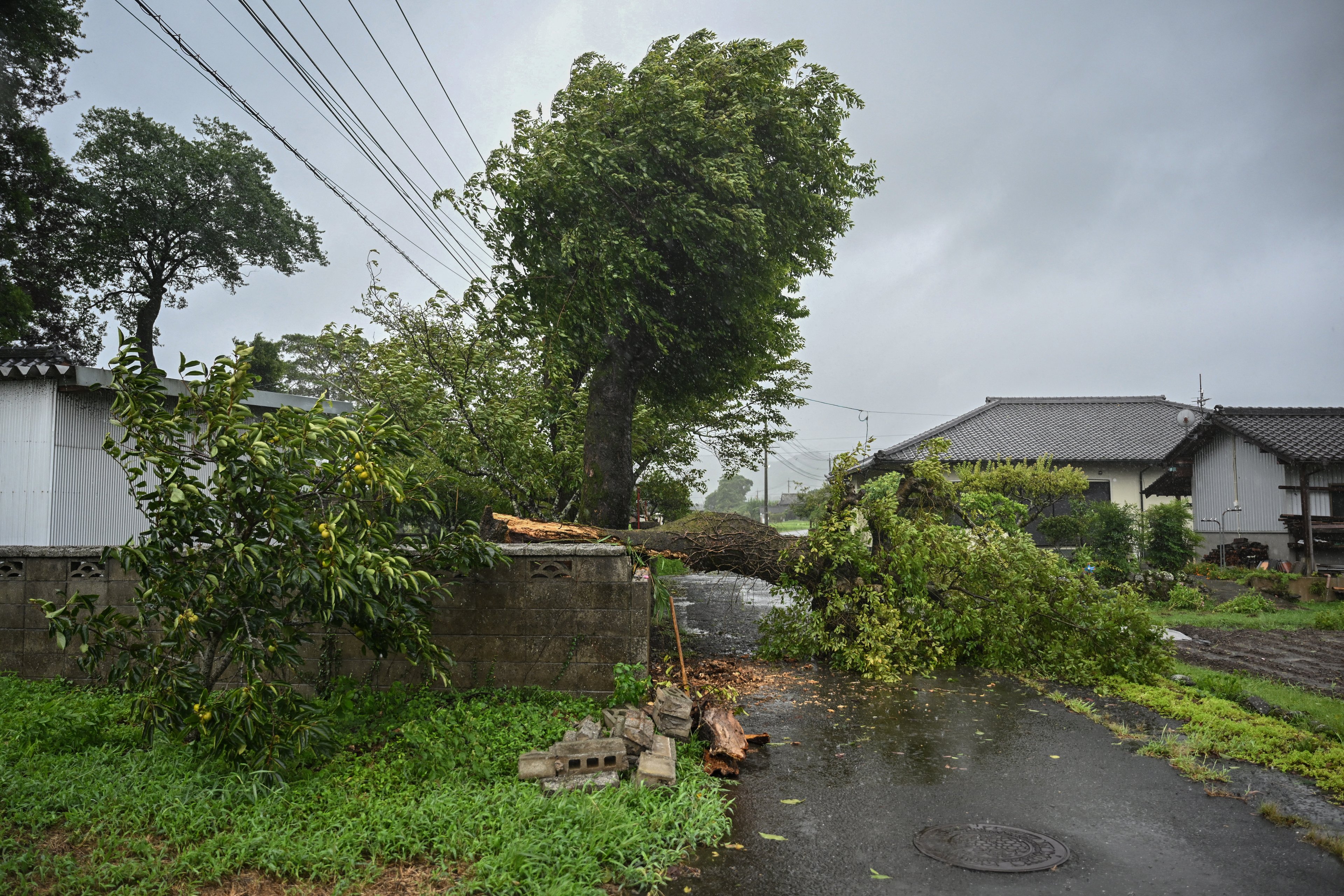 Esta foto mostra uma árvore caída derrubada por ventos fortes do Tufão Shanshan em Usa, província de Oita em 29 de agosto de 2024