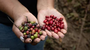 Conheça o primeiro café agroflorestal sustentável e orgânico da Amazônia