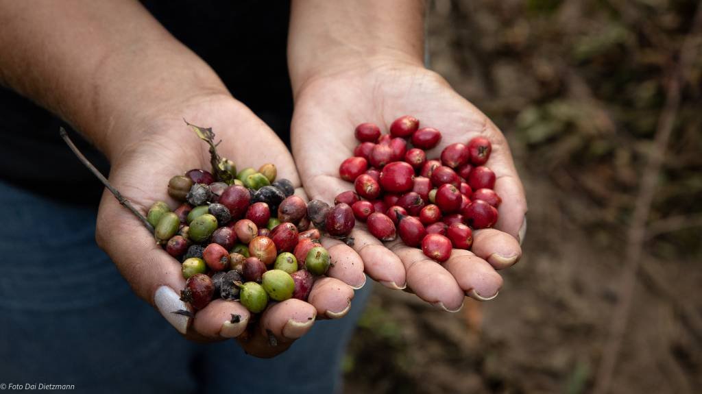 Com preocupações sobre safra brasileira, café atinge o maior valor em 13 anos