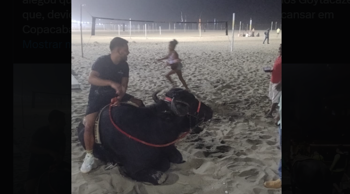 Búfalo é flagrado 'dando um rolê' na Praia de Copacabana