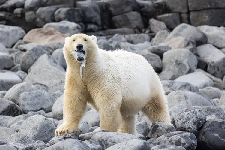 Vítima: urso-polar brinca com pedaço de plástico no lugar mais remoto do mundo (Celia Kujala/Oceanographic Magazine/Divulgação)