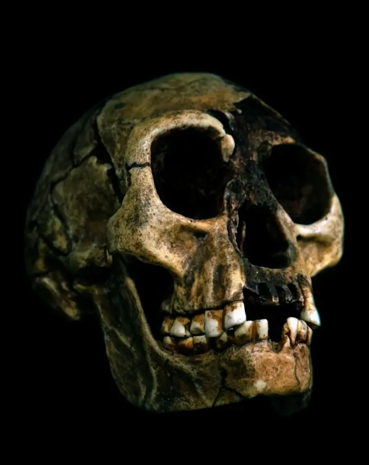 Em 2017, um crânio do Homo floresiensis foi encontrado na Indonésia. (Getty Images/Getty Images)